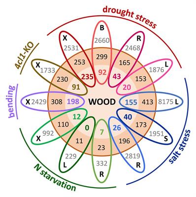 Synergies and Entanglement in Secondary Cell Wall Development and Abiotic Stress Response in Trees